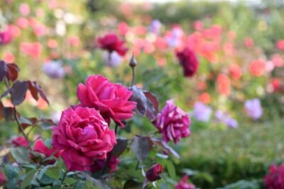 馬見丘陵公園、バラの開花情報