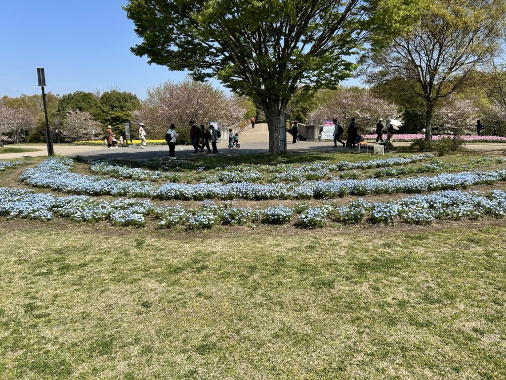 馬見丘陵公園のネモフィラ