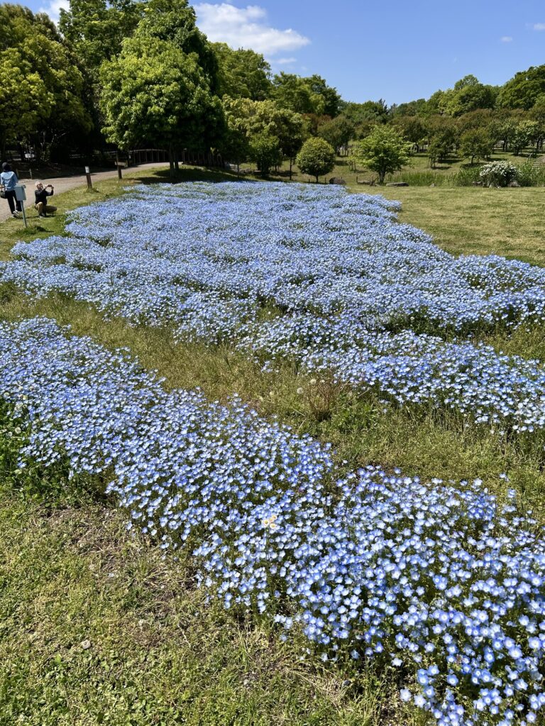 馬見丘陵公園のネモフィラ