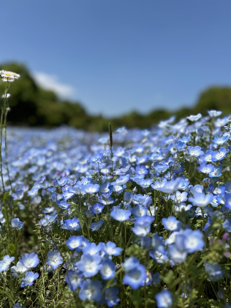馬見丘陵公園のネモフィラ