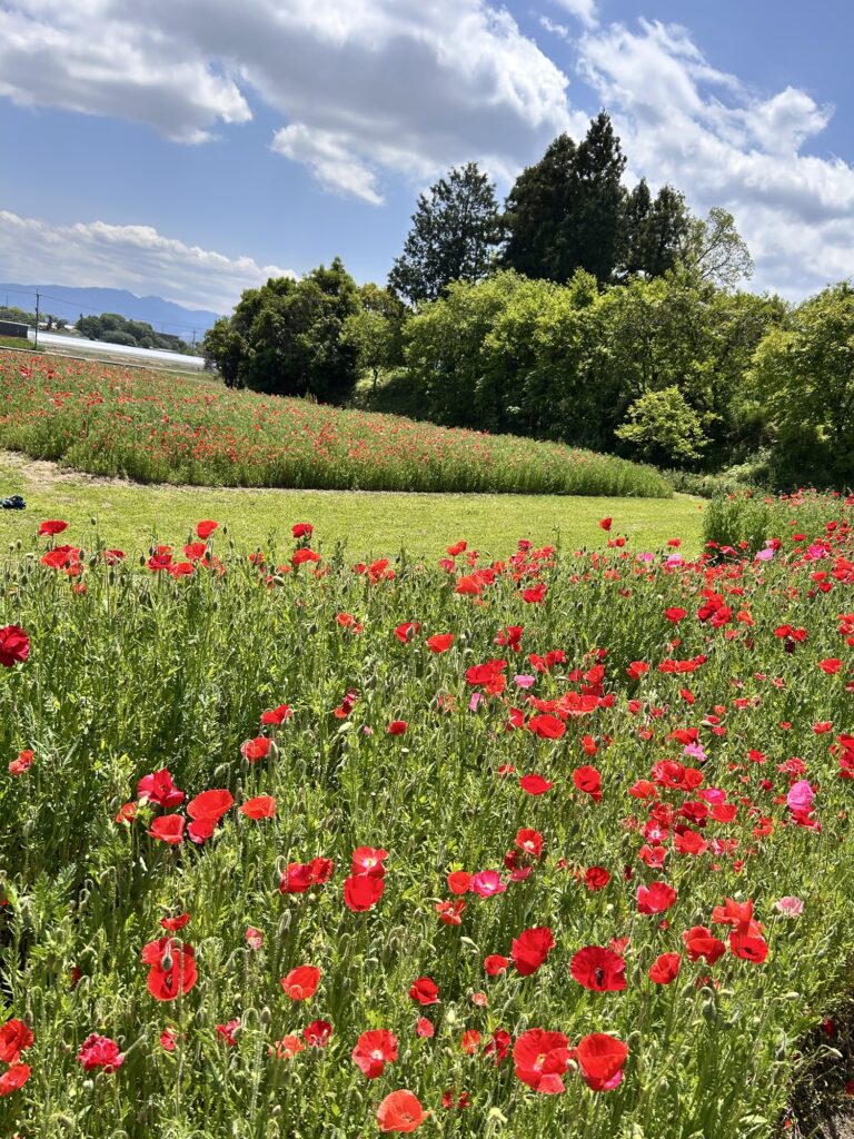 馬見丘陵公園のポピー