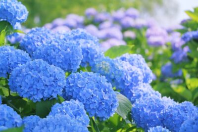 あじさい紫陽花