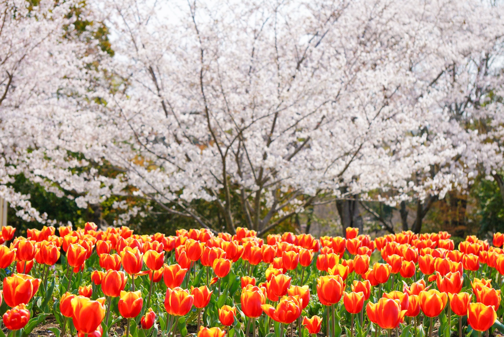 馬見丘陵公園　桜　チューリップ