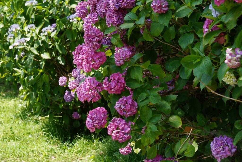 馬見丘陵公園　紫陽花