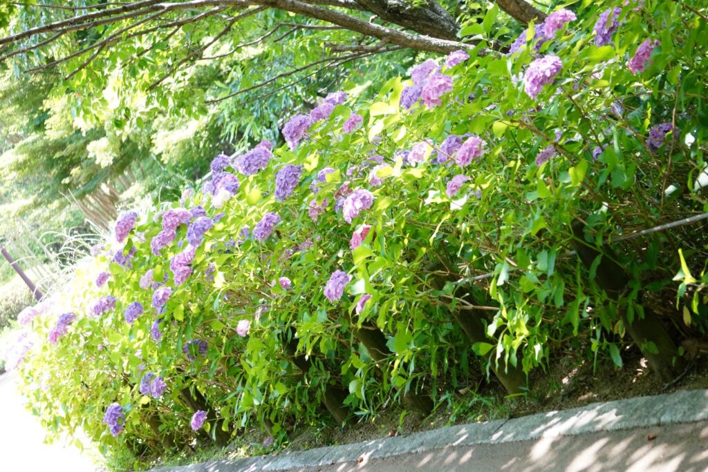 馬見丘陵公園　紫陽花