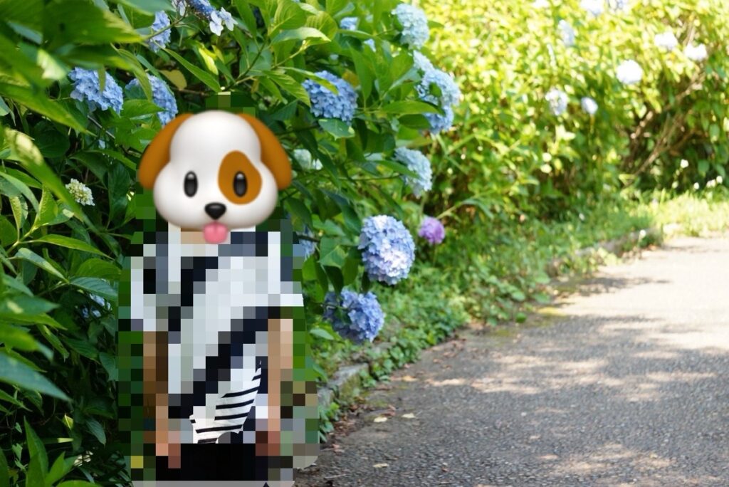 馬見丘陵公園　紫陽花