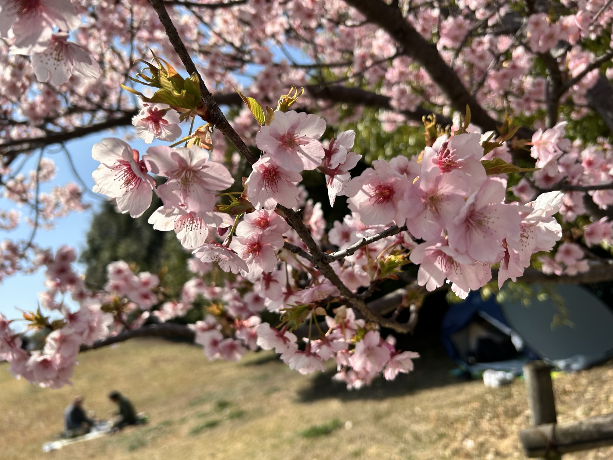 馬見丘陵公園　河津桜
