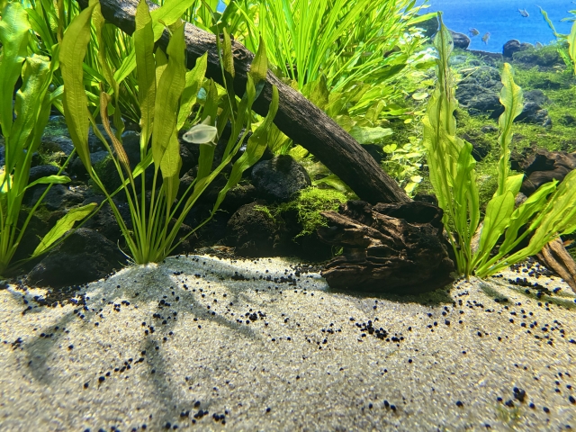 森の中の水族館　富士湧水の里水族館