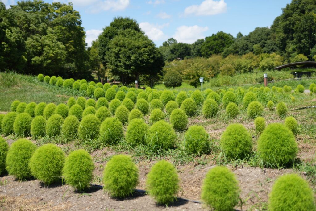 馬見丘陵公園　コキア