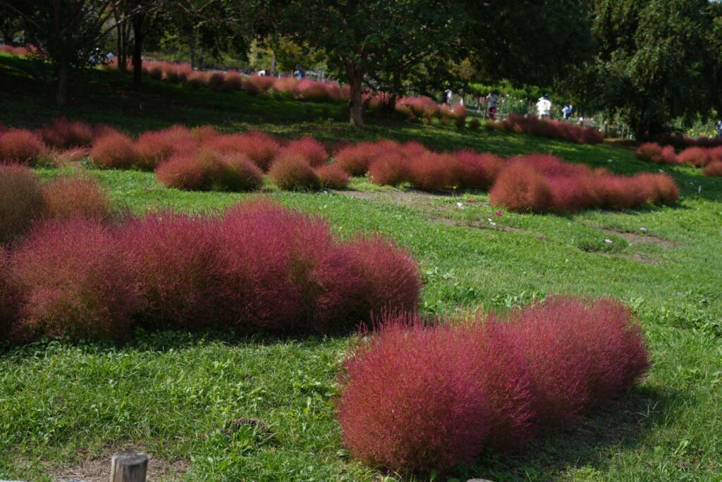 馬見丘陵公園 コキア