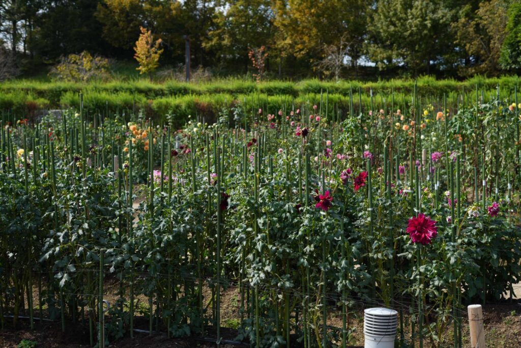 馬見丘陵公園ダリア
