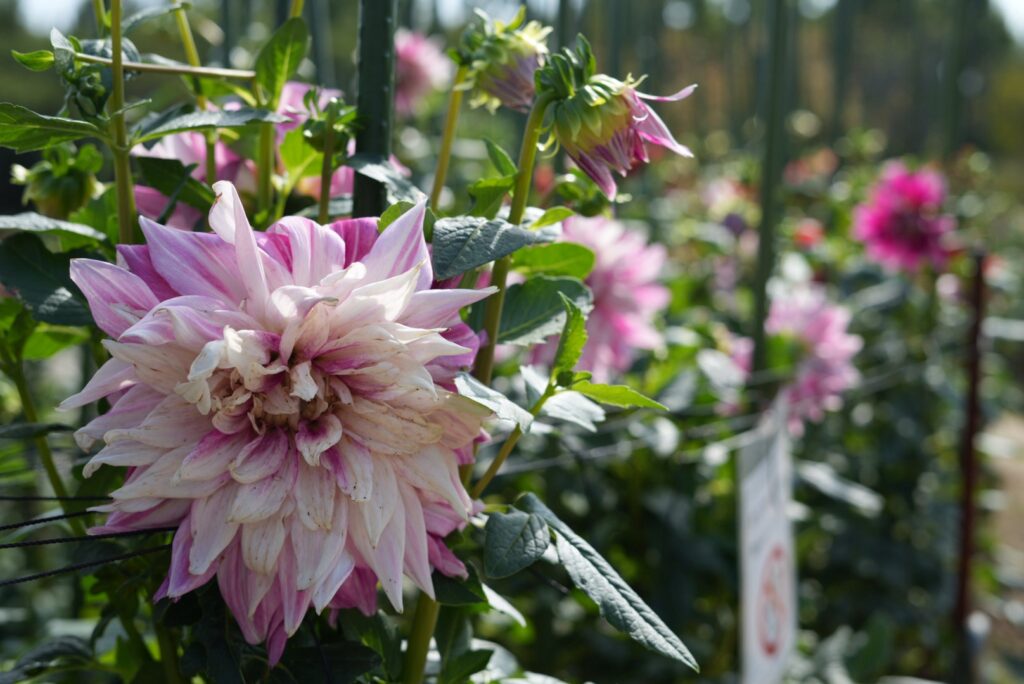 馬見丘陵公園ダリア