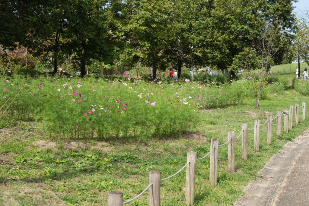 馬見丘陵公園コスモス