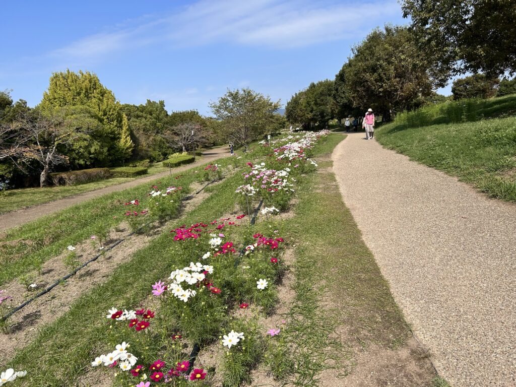 馬見丘陵公園コスモス