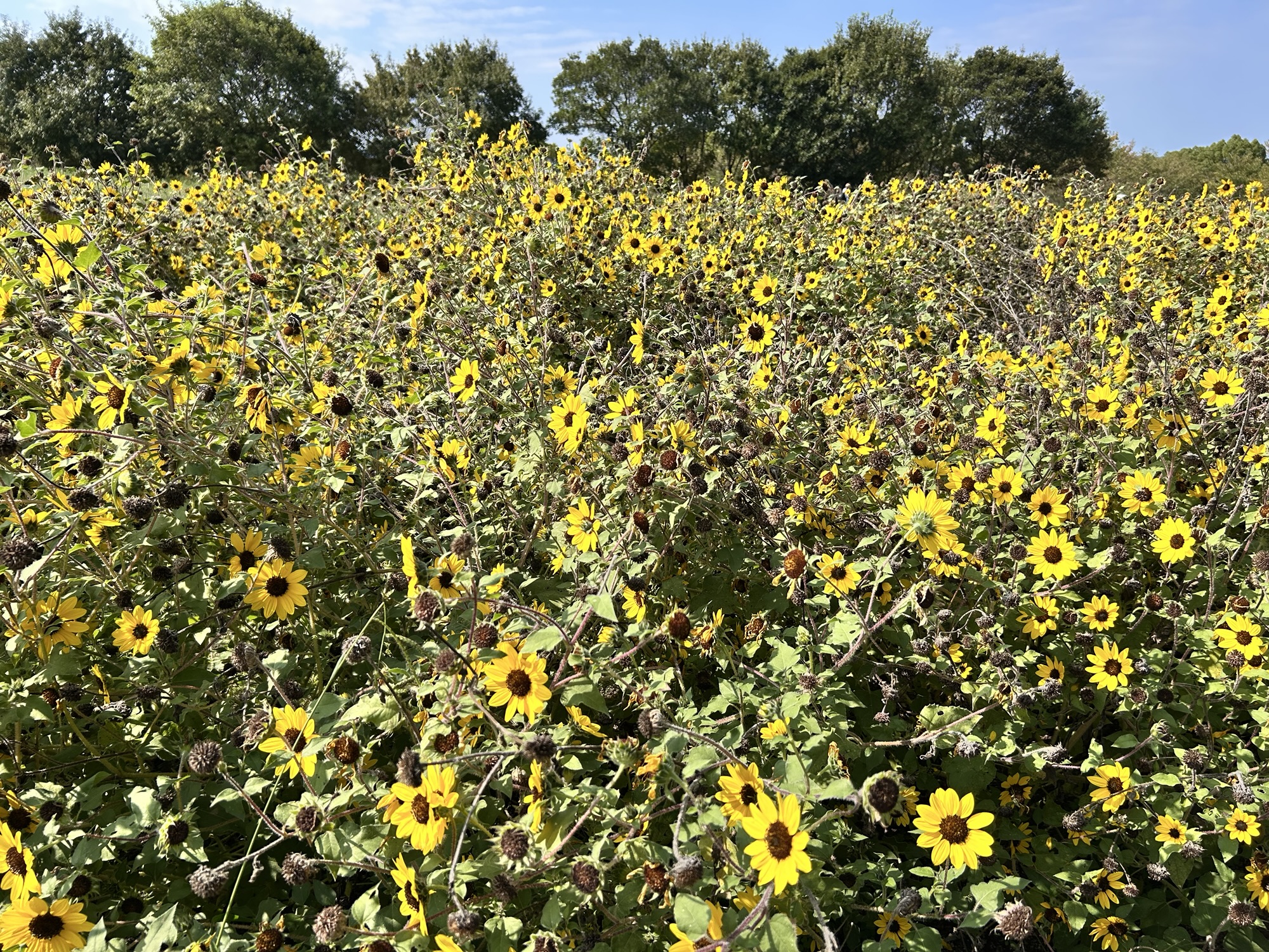 馬見丘陵公園ひまわり アポロン