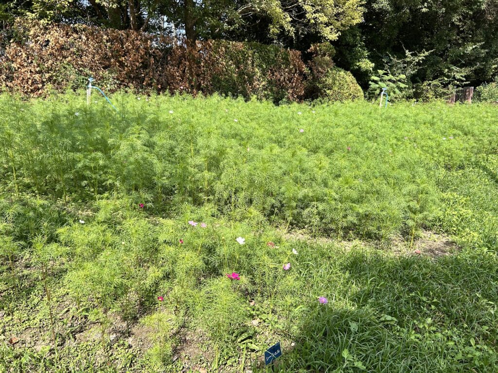 馬見丘陵公園コスモス