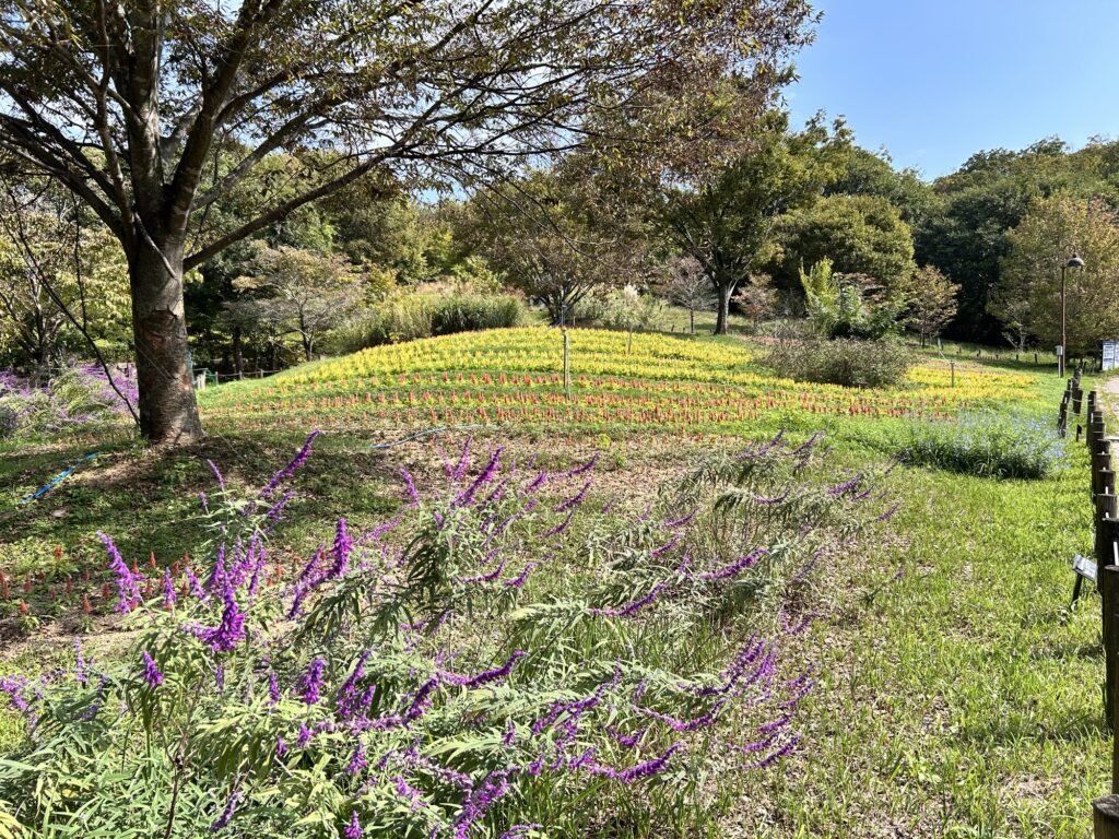 馬見丘陵公園ケイトウ　サルヴィア