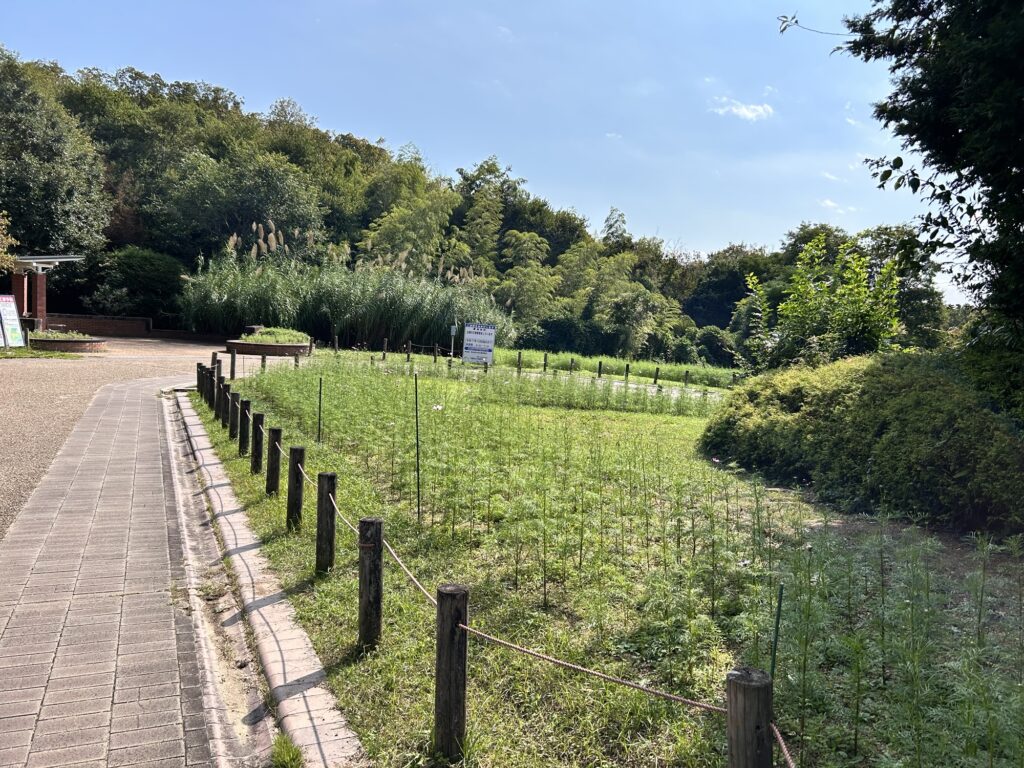 馬見丘陵公園コスモス