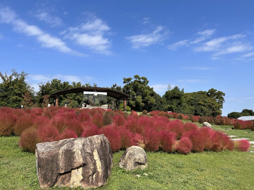 馬見丘陵公園コキア