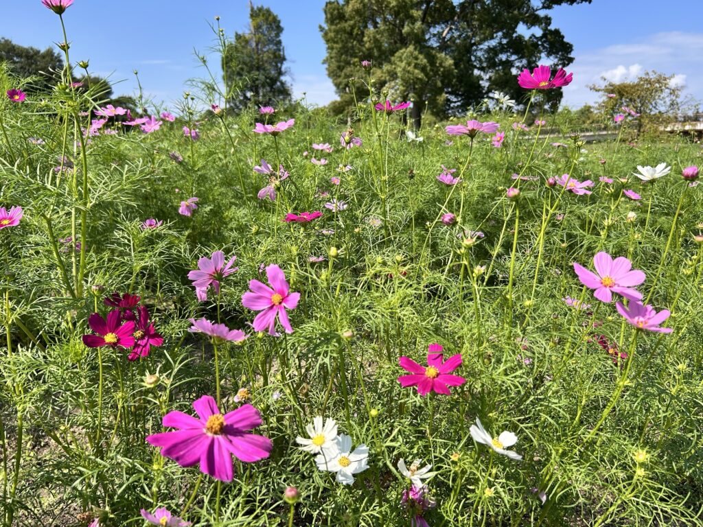馬見丘陵公園コスモス