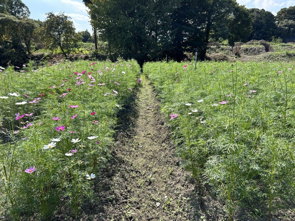 馬見丘陵公園コスモス