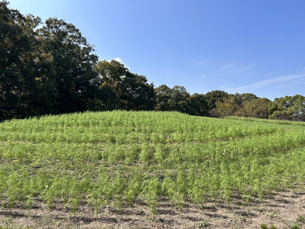 馬見丘陵公園コスモス