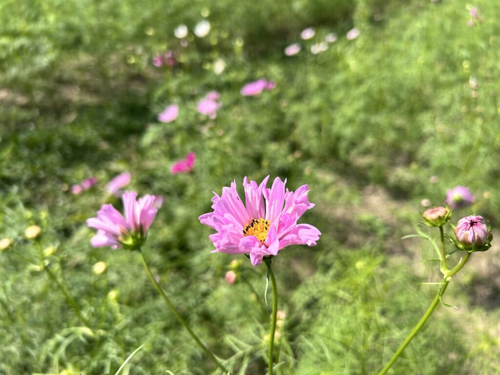 馬見丘陵公園コスモス