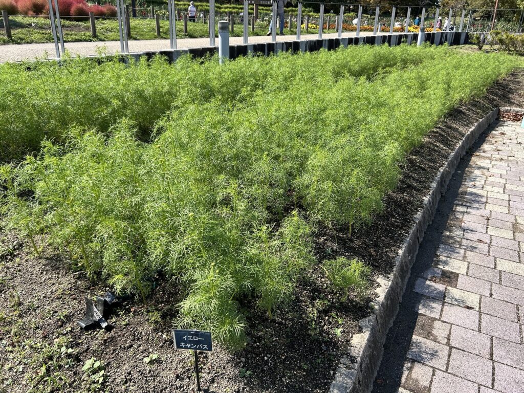 馬見丘陵公園　コスモス